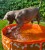 The Swim Essentials Basen chłodzący dla psa 80 cm Bonebash Orange