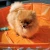 The Swim Essentials Basen chłodzący dla psa 80 cm Bonebash Orange